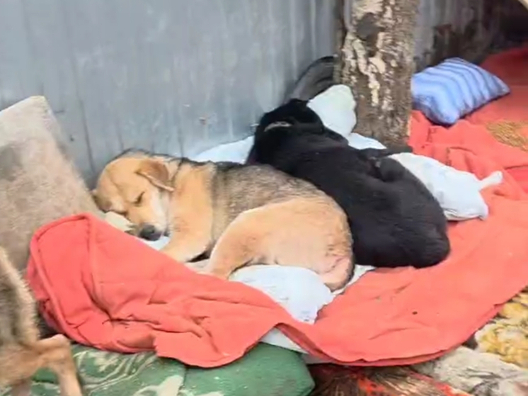 Приют в Аксайском районе, где обнаружили тела животных, работал неофициально