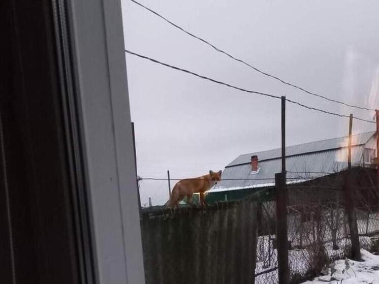 Жители села в Рязанской области страдают от нашествия лис и норок