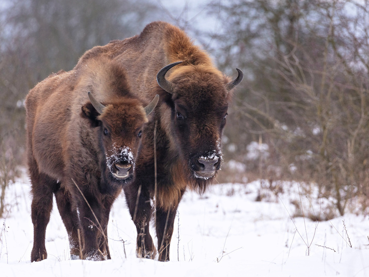 В Нижегородской области возродят популяцию зубров