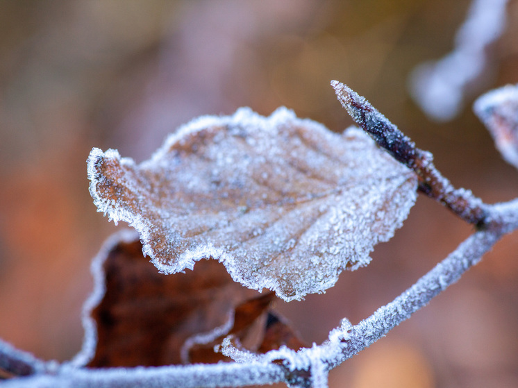 Заморозки прогнозируют в Херсонской области 23 декабря