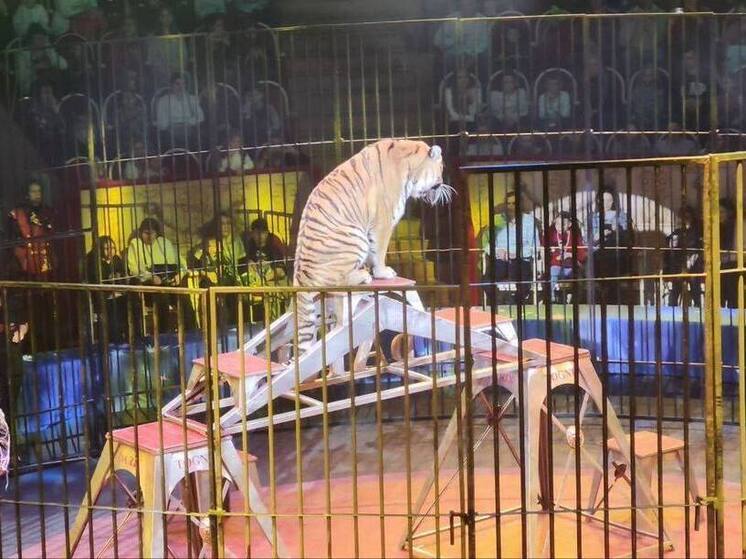 Детей-инвалидов и детей участников СВО из Ленобласти свозили в Цирк на Фонтанке