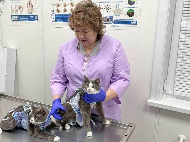 Бесплатная стерилизация питомцев станет доступна новым категориям ямальцев