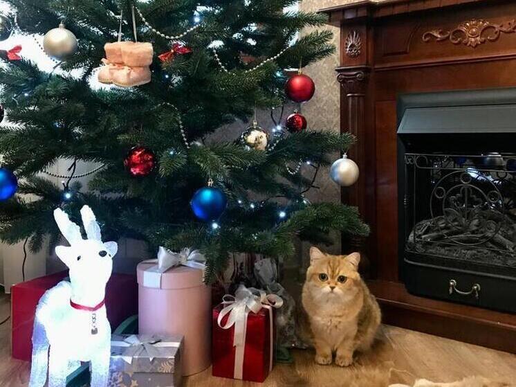 Рязанцам рассказали об опасности еловых иголок для домашних животных