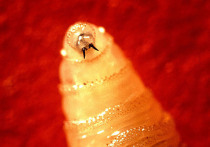 Плотоядный винтовой червь Нового Света или же личинка мухи-людоеда официально уничтоженная в США в 1966 году, вплотную приблизился к границам страны