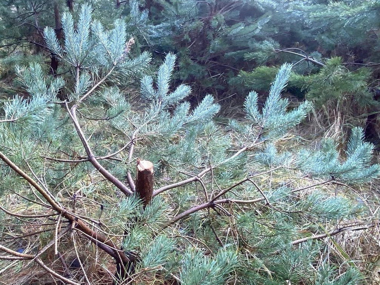 В Калининграде новогоднюю елку можно получить вместе с уголовным делом