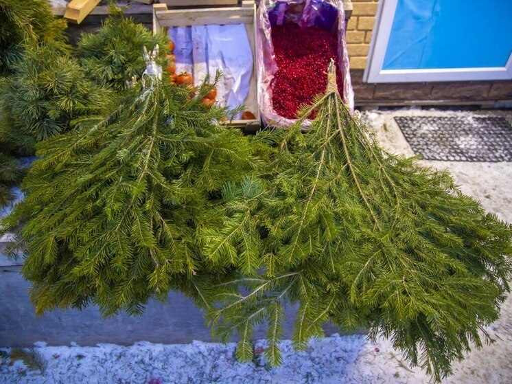 У челябинских продавцов конфисковали более 1,3 тысяч хвойных деревьев