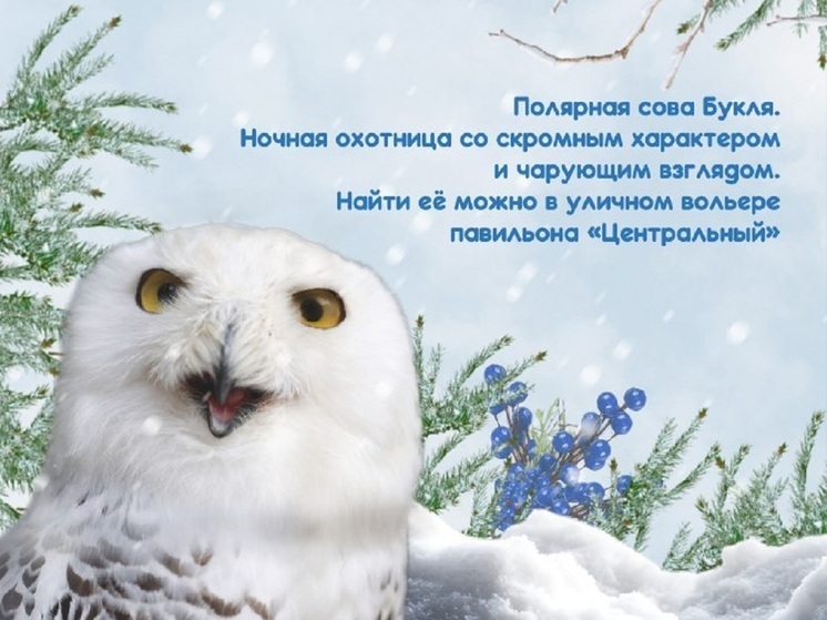 В зоопарке Екатеринбурга выбирают Снегурочку среди зверей