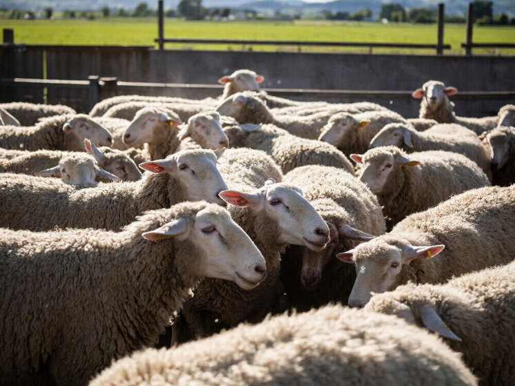 В Бурятии создан Союз овцеводов для решения проблем со сбытом шерсти и мяса