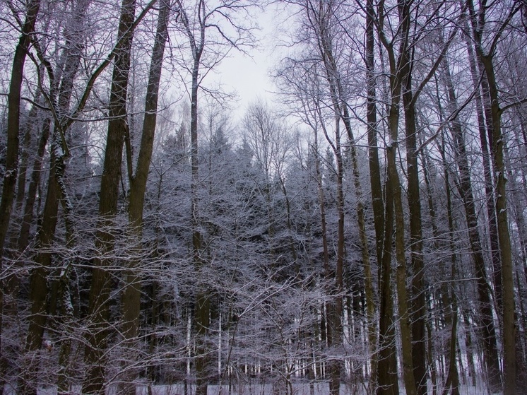 Жителей Тульской области напугал парашют с подозрительным ящиком