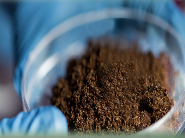 Анализ калининградских почв показал опасные концентрации тяжелых металлов