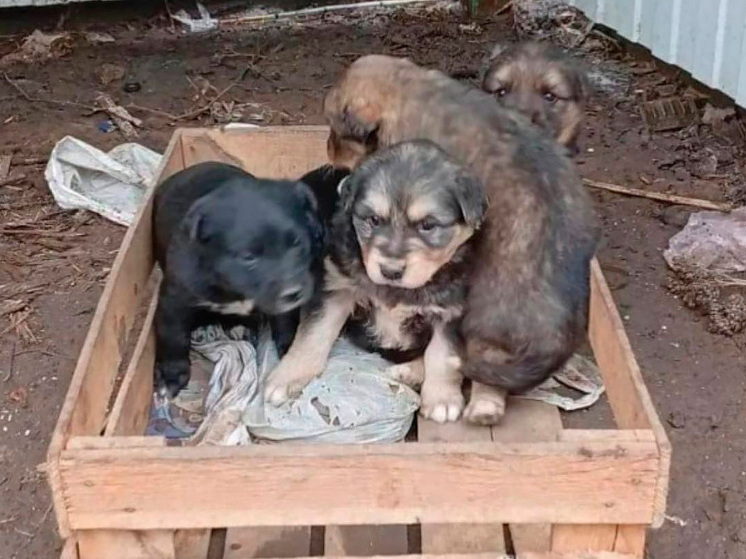 В Липецкой области экипаж мусоровоза спас пятерых щенков с контейнерной площадки