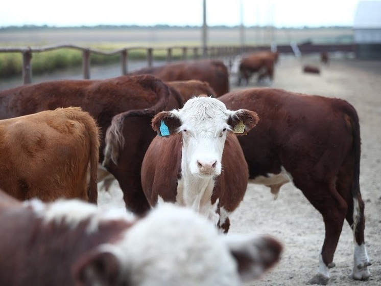 В Волгоградской области объявлен карантин из-за заболевших лейкозом коров