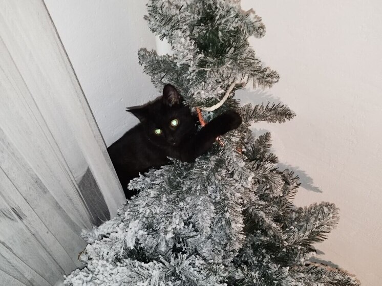 Новгородцев предупредили, что хвойные иголки опасны для кошек и собак