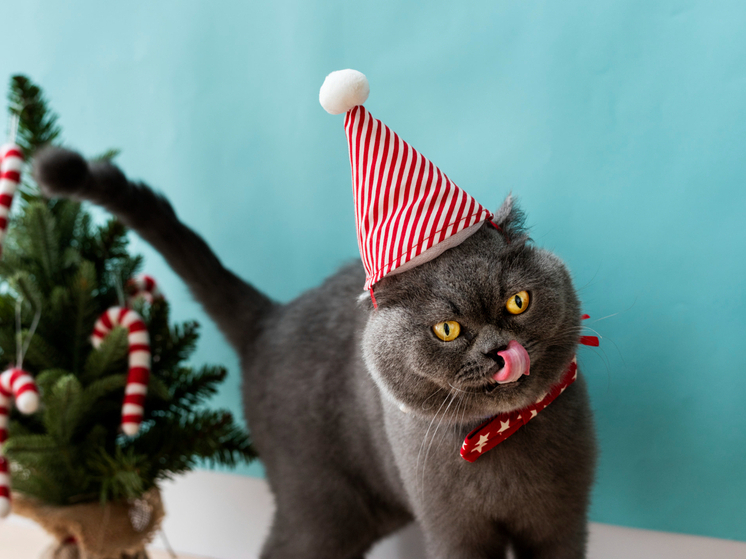 Биолог предупредил об опасности еловых иголок для кошек и собак