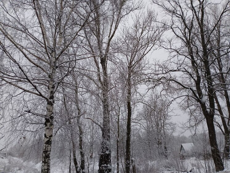 В Ленобласти мороз усилится до −12 градусов 23 декабря