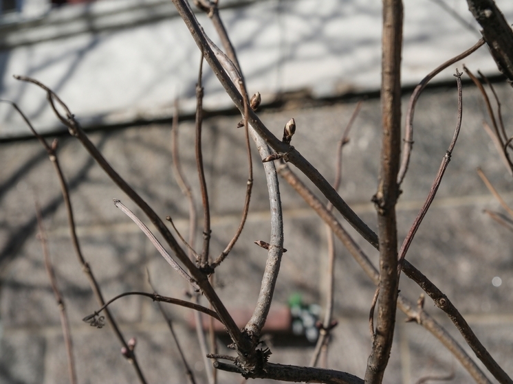 Карельский предприниматель оштрафован за нелегальную продажу саженцев