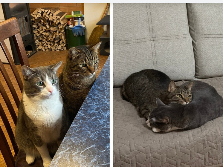 Семья, потерявшая дом в огне, ищет пропавших котов