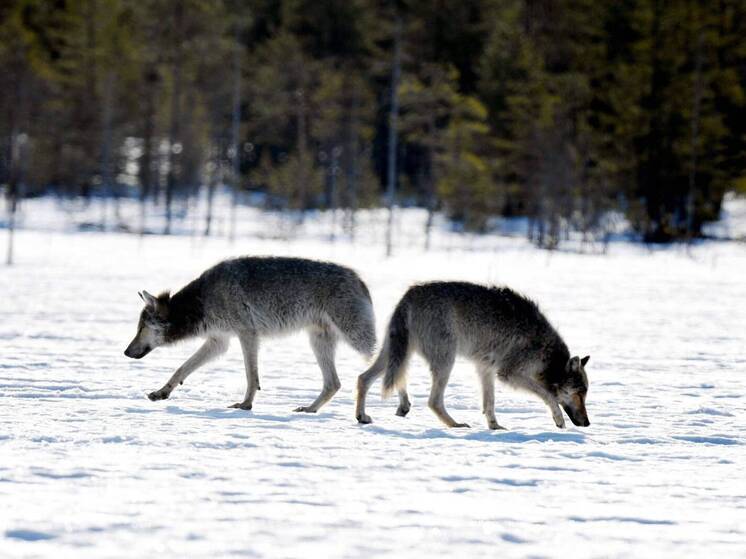 CNN: гибель оленей  в Финляндии выросла на 70% из-за российских волков
