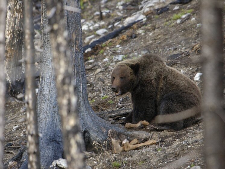 «Лента.ру»: в 2025 году в Японии медведи растерзали рекордное количество людей