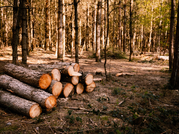 Транспортная прокуратура пресекла контрабанду леса из Красноярского края на 32 миллиона рублей