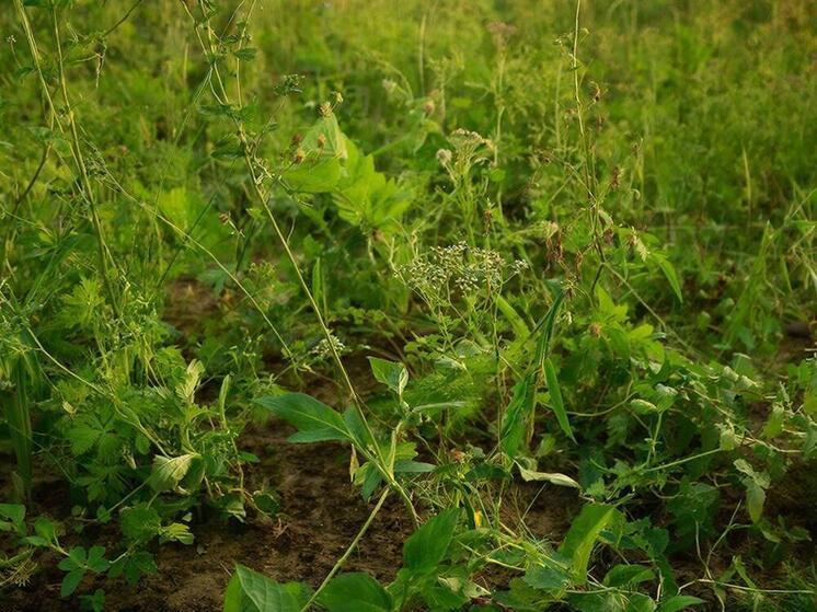 Десять арендаторов в Курской области получили предостережения за сорняки на полях