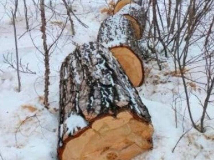 В Чунском районе с арендаторов леса взыскали 3,7 млн