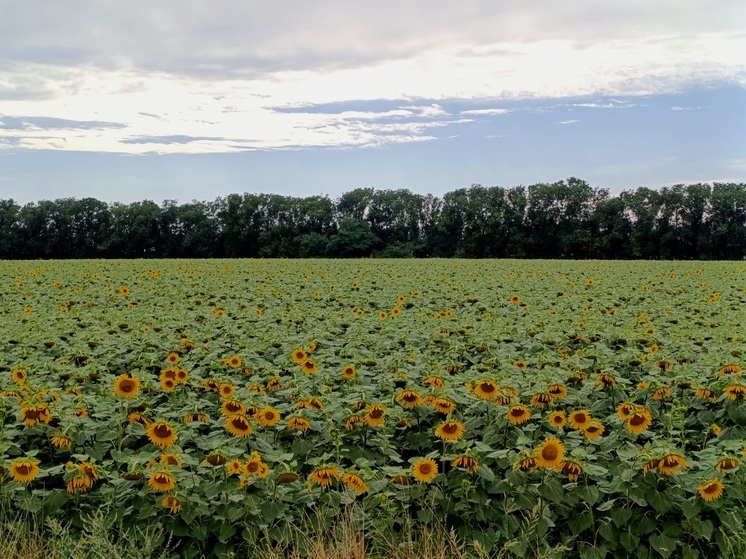 Ставропольский край направил свыше 6 млрд рублей на поддержку аграриев в 2025 году
