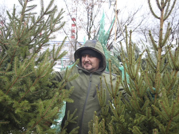 Теплая зима разбудила "елочных" клещей: паразиты попадают в квартиры россиян