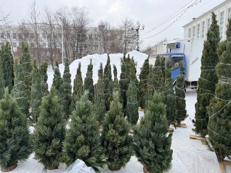 На Соборной площади Магадана открылись праздничные елочные базары