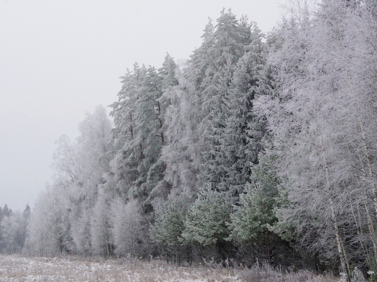 В Серпухове заповедный лес покрылся искристым одеянием