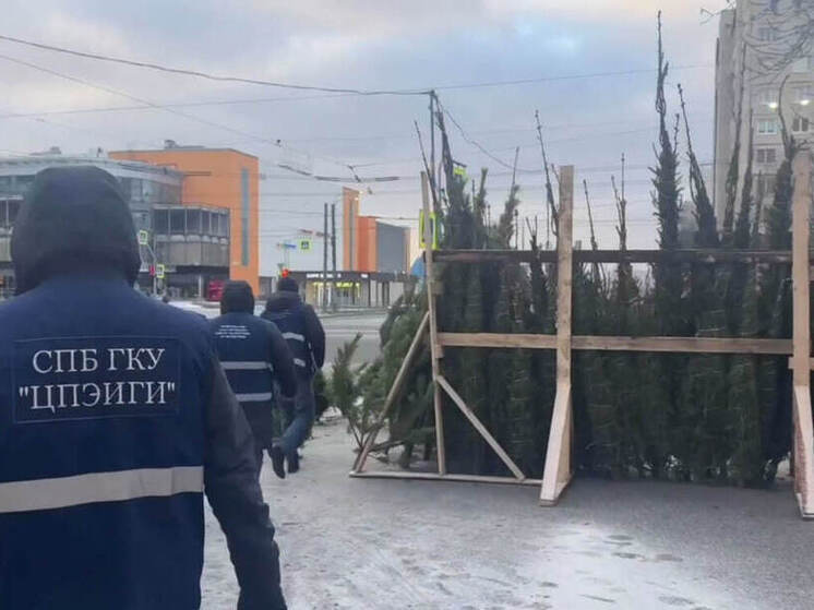 Незаконные елочные базары начали убирать из Петербурга