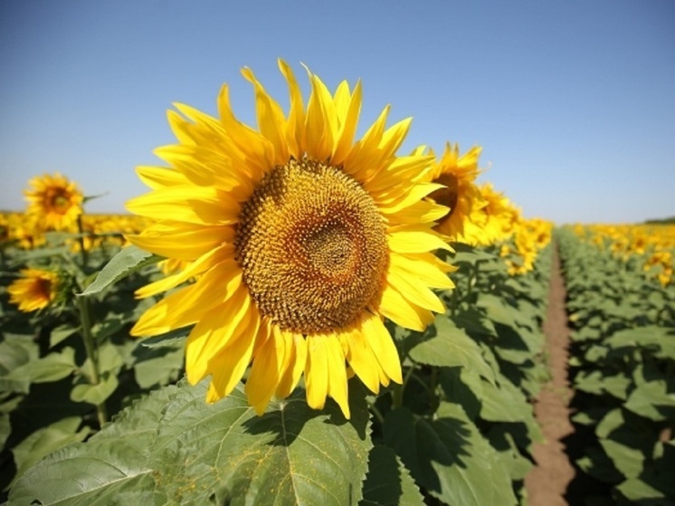 Из Волгоградской области в регионы России отправили 12 тысяч тонн кормов