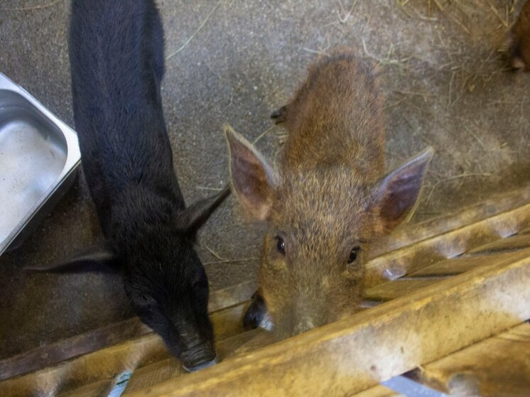 Россельхознадзор нашел сотни нарушений на фермах на Севере