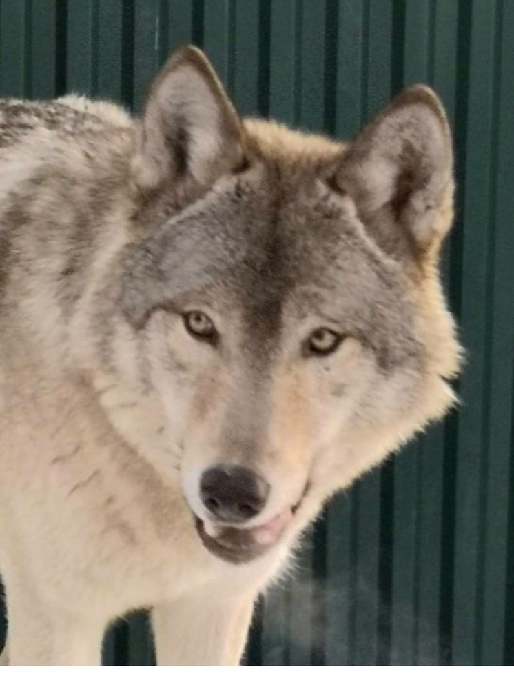 В Сибирском зоопарке скончался пожилой волк Серёга