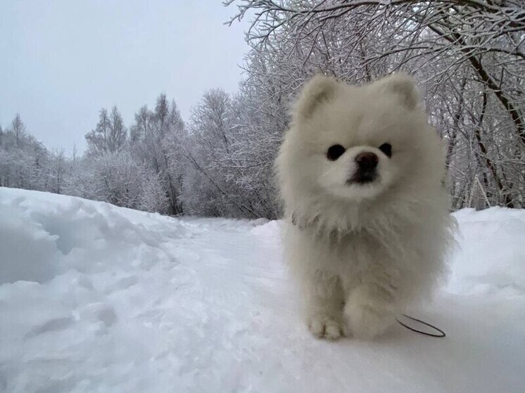 Петербуржцам порекомендовали следить за лапами собак зимой