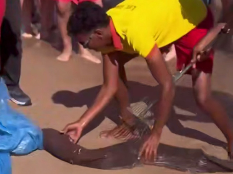 В Египте российского туриста покусала мурена