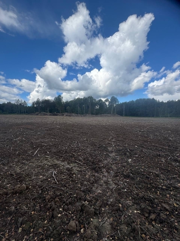 В Александрове ушло в суд дело о незаконной рубке леса
