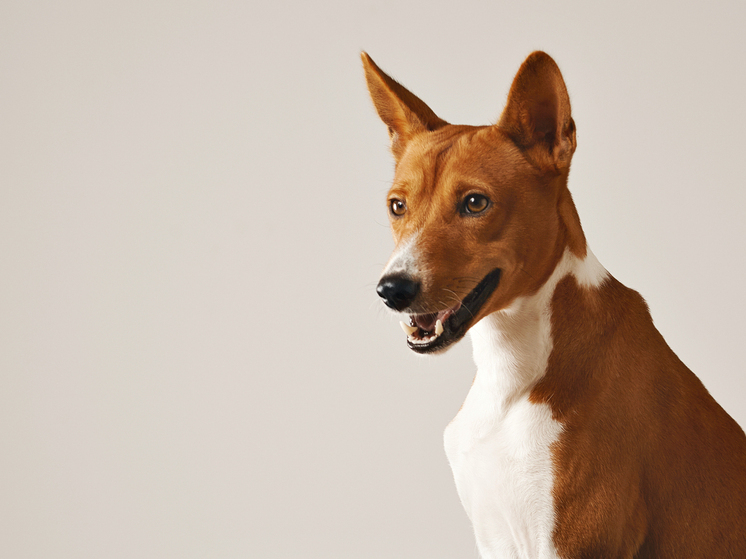 В Удмуртии спасатели вызволили собаку, провалившуюся в овощную яму в гараже