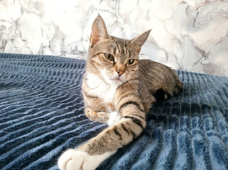 Владельцам животных в Омске стоит готовиться к росту расходов на корма