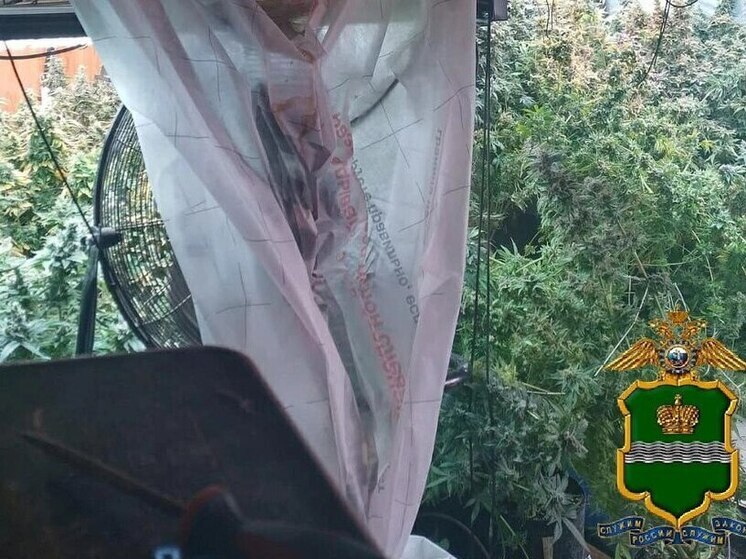 В Калужской области обнаружили заросли конопли