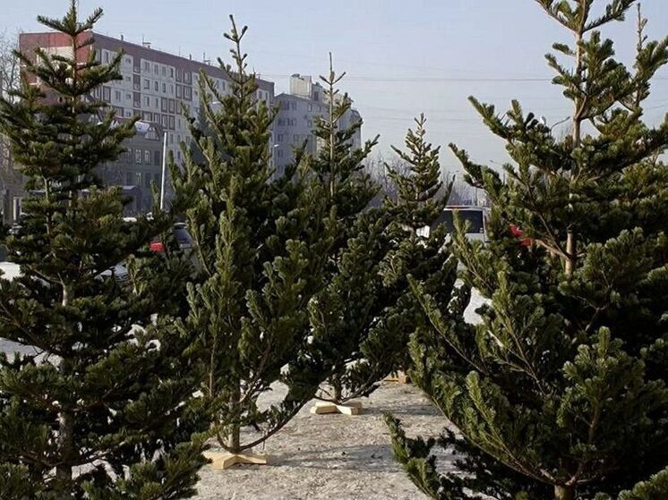 В Южно-Сахалинске открылось более 20 ёлочных базаров: адреса