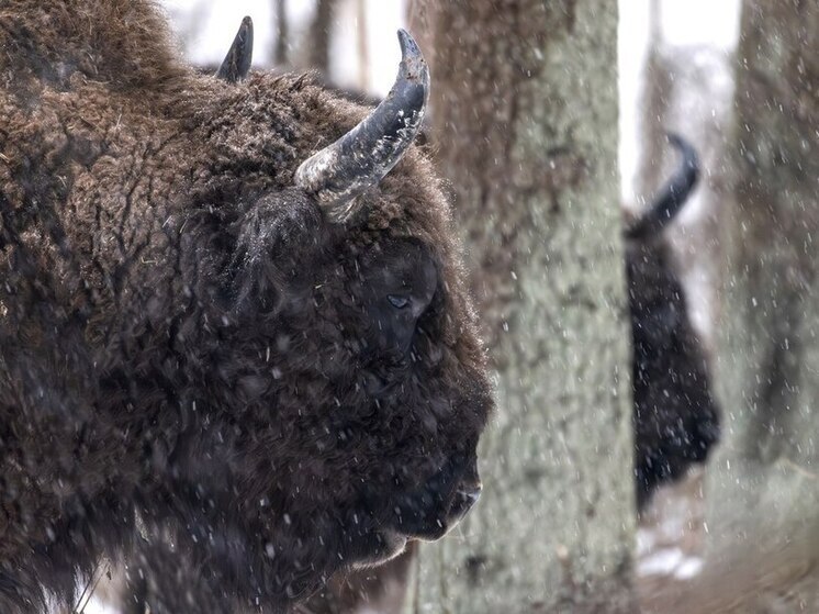 В «Калужских засеках» стартуют экскурсии к зубрам
