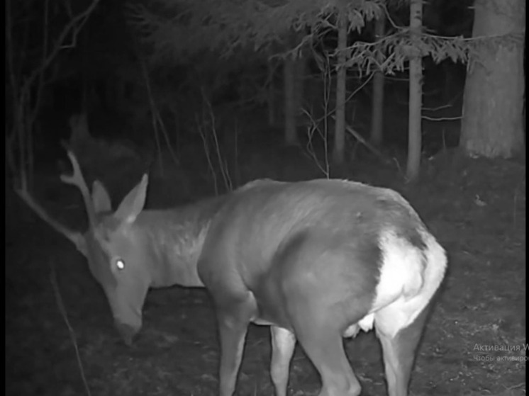 В Киржачском районе в фотоловушку попал благородный олень