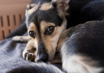Ежегодно Кировская область входит в число регионов, где в праздничный период фиксируются случаи пропажи домашних питомцев
