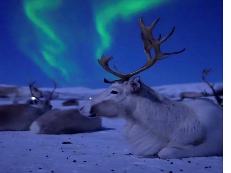 Финляндия обвиняет Россию в массовой гибели оленей