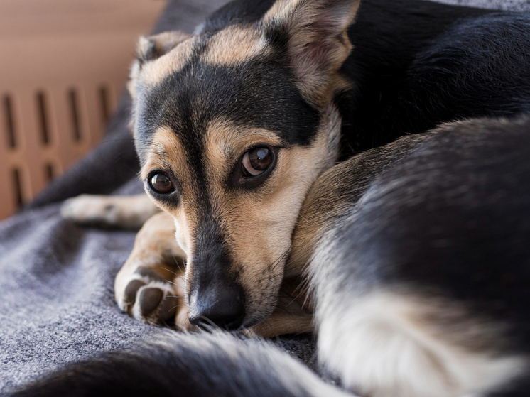 Ежегодно Кировская область входит в число регионов, где в праздничный период фиксируются случаи пропажи домашних питомцев