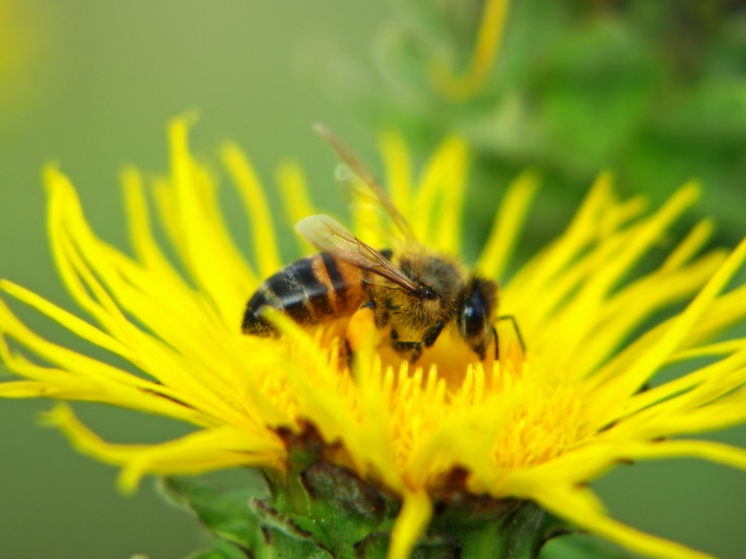 На Соловецких островах обнаружен новый для Европейского Севера вид ос