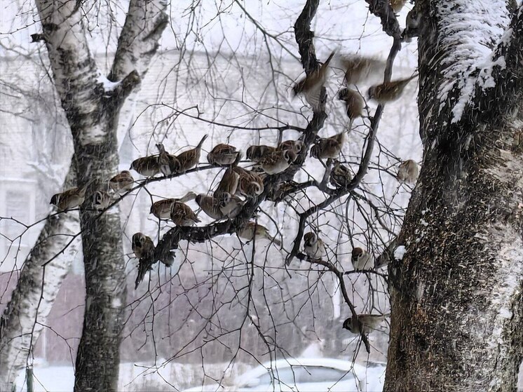 Приамурские воробьи приноровились объедать фазанов