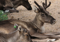 В Финляндии количество погибших северных оленей выросло на год почти на 70%