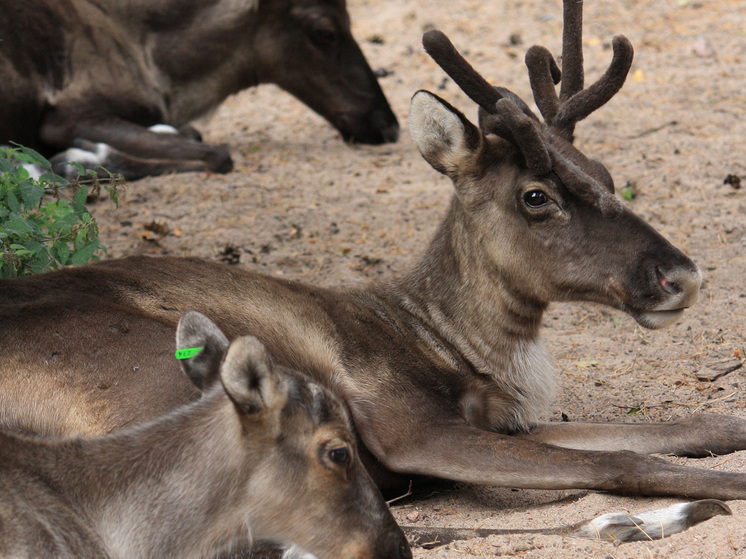 Зоолог Арамилев ответил на обвинение волков из России в убийстве финских оленей